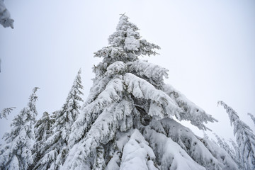 Winter landscape, coniferous trees snow covered in Karkonosze mountains in Poland