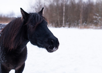 Obraz na płótnie Canvas The black free mare is against of a background of a winter forest. The one horse with a beautiful long mane is in rural.