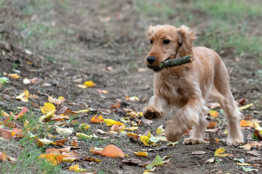 Happy Puppy Dog Cocker Spaniel Jumping