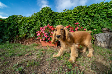 puppy dog cocker spaniel portrait looking at you in the courtyard