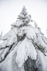Winter landscape, coniferous trees snow covered in Karkonosze mountains in Poland