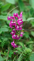 Beautiful plateau wild flower(scientific name: Pedicularis)