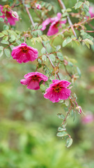 Obraz premium Beautiful plateau wild flower(scientific name: Rosa sweginzowii).