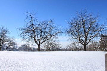 Winter_Bäume