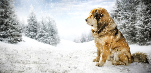winter time and big dog on snow 