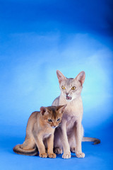 Two abyssinian cats on a blue background