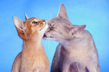 Two abyssinian cats on a blue background