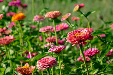 Bright different flowers of cynia in the summer garden. Beautiful blooming background