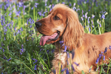 A cocker spaniel playing among bluebells in the woods