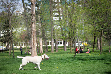 Dog is catching a ball in park. Concept of active lifestyle. Happy big dog is going on a walk outdoors