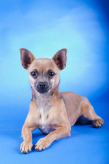 Studio shot of an brown Chihuahua dog