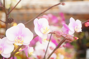 Phalaenopsis flowers