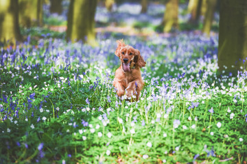 A cocker spaniel playing among bluebells in the woods