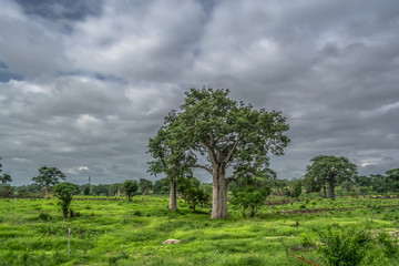 View with typical tropical landscape, baobab trees and other types of vegetation, cloudy sky as background