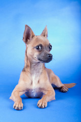 Studio shot of an brown Chihuahua dog