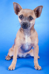 Studio shot of an brown Chihuahua dog