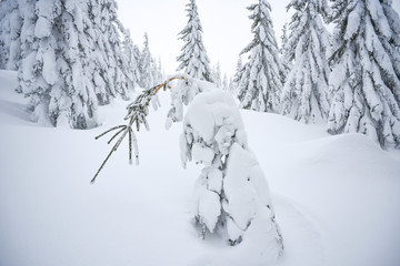 Winter landscape, coniferous trees snow covered in Karkonosze mountains in Poland