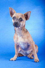 Studio shot of an brown Chihuahua dog