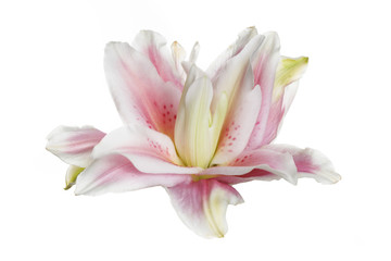Fototapeta na wymiar Unusual pink terry lily isolated on white background.