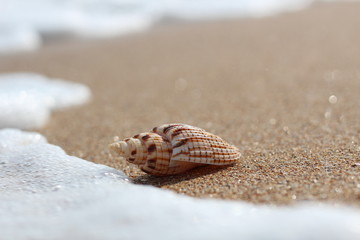 Fototapeta na wymiar Sea shell on beach over seascape background