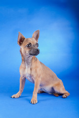 Studio shot of an brown Chihuahua dog