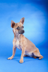 Studio shot of an brown Chihuahua dog
