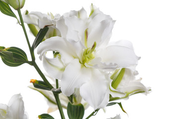 Obraz na płótnie Canvas A branch of white terry lily isolated on a light background.