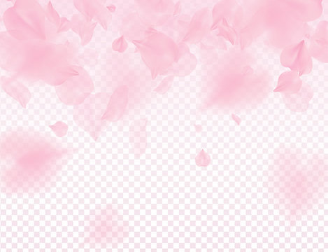 Pink sakura petals transparent background. A lot of falling petals 3D romantic valentines day illustration. Spring tender light backdrop. Translucent overlay tenderness romance design.