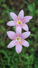 Pink flowers of Zephyranthes grandiflora.
