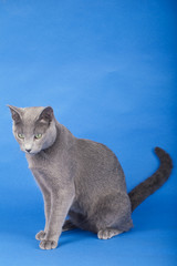 Studio shot of an russian blue cat