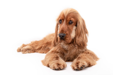 15 Month old cocker spaniel photo shoot isolated on white background