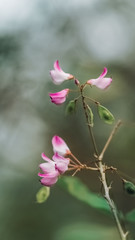 Obraz premium Wild flower background (scientific name:Lespedeza)