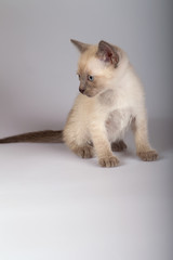 An siamese cat on a white background