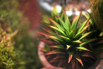 Sharp cactus needles. Healthy plant growing in rich soil in pot in greenhouse in botanical garden.  