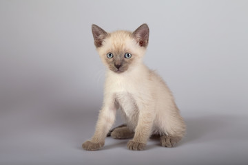 An siamese cat on a white background