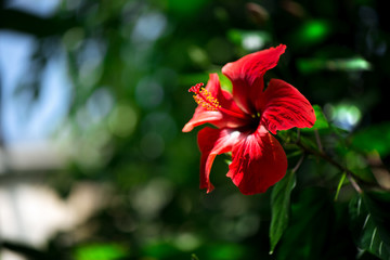 Beautiful red hibiscus flower with yellow pollen in the middle of blossom on green background in tropical botanical garden. Hibiscus plants are used to produce tea and liquid extracts  