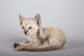 Obraz premium An siamese cat on a white background