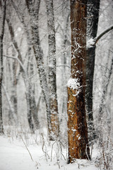 Obraz premium fabulous winter in the forest with snow