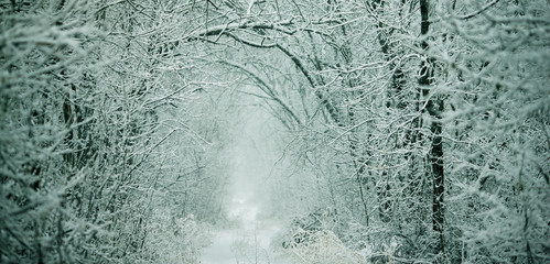 fabulous winter in the forest with snow