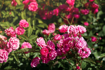 Macro shot of beautiful rose bush in botanical garden. Warm colors, romantic autumn or summer background.  