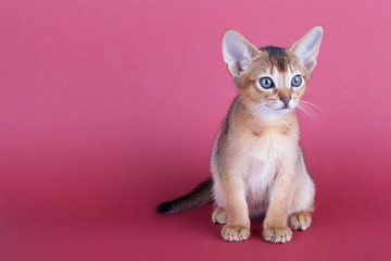 An little male  abyssinian ruddy cat, kitty