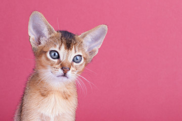 Obraz premium An little male abyssinian ruddy cat, kitty