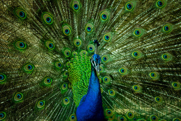 Fototapeta na wymiar A Beautiful male peacock looking at camera.