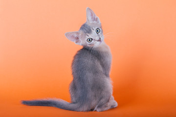 An little male  abyssinian blue cat, kitty