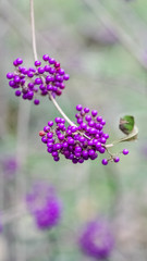 Beautiful plant, Callicarpa's purple fruits.