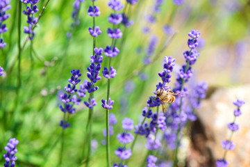 Obraz premium Blossoming lavender field, meadow at sunrise, springs blossoms for bees collecting nectar and pollinating new flowers. Beautiful summer morning or evening purple background. 