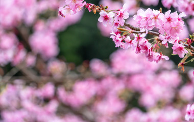 Beautiful cherry blossoms sakura tree bloom in spring in the park, copy space, close up.