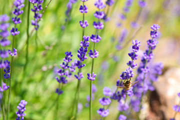 Obraz premium Blossoming lavender field, meadow at sunrise, springs blossoms for bees collecting nectar and pollinating new flowers. Beautiful summer morning or evening purple background. 