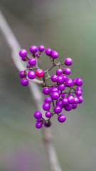 Beautiful plant, Callicarpa's purple fruits.