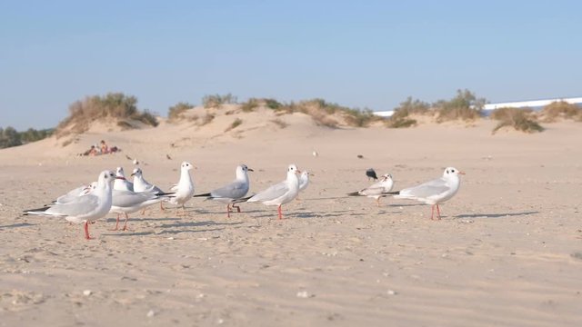 Birds crows and seagulls eat bread on the sandy dune beach.